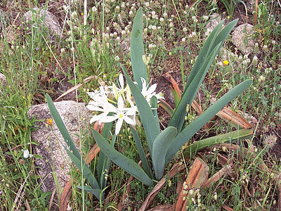 Flore de  corse : Lys des montagnes (20060101)    (Photographie de Paularella) <br><A href=vos/flore/004.jpg>Afficher l'image ?</A>