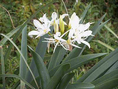 Flore de  corse : Lys des montagnes (20060101)    (Photographie de Paularella) <br><A href=vos/flore/005.jpg>Afficher l'image ?</A>