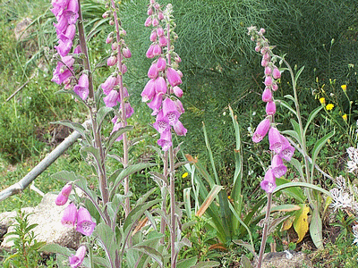 Flore de  corse : DIGITALE (20060101)    (Photographie de Paularella) <br><A href=vos/flore/006.jpg>Afficher l'image ?</A>