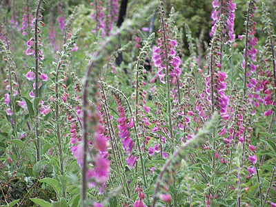 Flore de  corse : DIGITALE (20060101)    (Photographie de Paularella) <br><A href=vos/flore/007.jpg>Afficher l'image ?</A>