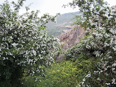 Flore de  corse : Aubépine (20060101)    (Photographie de Paularella) <br><A href=vos/flore/008.jpg>Afficher l'image ?</A>