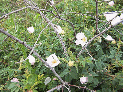 Flore de  corse : CISTE (20060101)    (Photographie de Paularella) <br><A href=vos/flore/010.jpg>Afficher l'image ?</A>