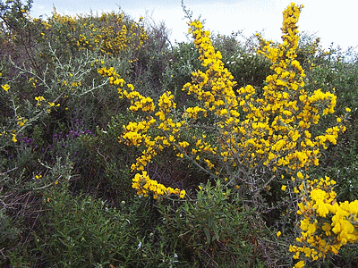 Flore de  corse : Genet (20060101)    (Photographie de Paularella) <br><A href=vos/flore/011.jpg>Afficher l'image ?</A>