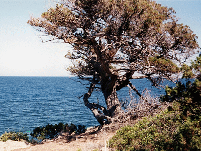 Genévrier de Phénicie - CARATAGGIO  (Sud de Porto-Vecchio) (20060101)    (Photographie de Murtulina) <br><A href=vos/flore/013.jpg>Afficher l'image ?</A>