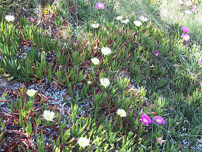 FicoÃ¯des Bicolores (Griffes ou doigts de sorcières) (20060101)    (Photographie de Remi-Barre) <br><A href=vos/flore/015.jpg>Afficher l'image ?</A>