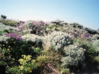 Armoises arborescentes et giroflées mauves - BONIFACIO Avril 2006