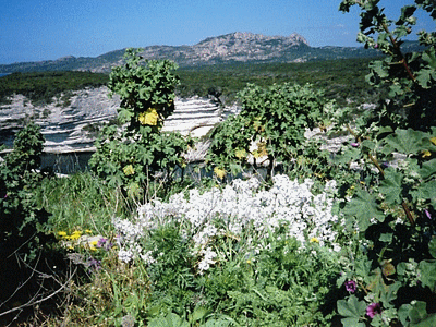 Mauves et giroflées blanches  - Oratoire de la Trinité vu de BONIFACIO Avril 2006 (20060518)    (Photographie de Murtulina) <br><A href=vos/flore/022.jpg>Afficher l'image ?</A>