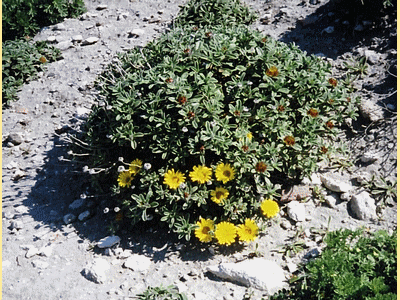 Coussins d‚Astérisque - asteriscus maritimus   - Calcaires de BONIFACIO Avril 2006 (20060518)    (Photographie de Murtulina) <br><A href=vos/flore/023.jpg>Afficher l'image ?</A>