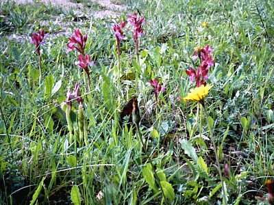 Orchidées - sérapias lingua  - Route de BONIFACIO Avril 2006