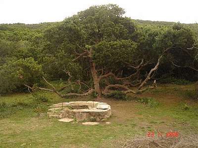 Arbre -tourmenté- sur le sentier des douaniers. Devant c‚est un puits et la grosse pierre sur la droite, cache un barbecue !