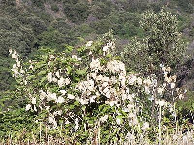 Monnaie du pape ou herbe aux écus (20061128)    (Photographie de Paularella) <br><A href=vos/flore/030.jpg>Afficher l'image ?</A>