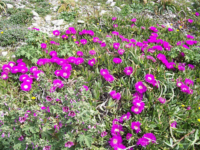 Fleurs d‚avril 2008 - Tapis de ficoÃ¯des (20071211)    (Photographie de Michel-Fenouil) <br><A href=vos/flore/031.jpg>Afficher l'image ?</A>