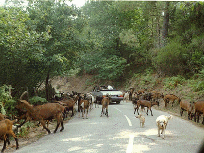 SOCCIA : Troupeau de chèvres sur la route du LAC de CRENO (20061127)    (Photographie de Paularella) <br><A href=vos/2000/078.jpg>Afficher l'image ?</A>