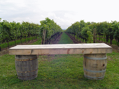 TORONTO (CANADA) <BR> Un bien beau vignoble (20091027)    (Photographie de David-Dupuy) <br><A href=vos/2006/318.jpg>Afficher l'image ?</A>