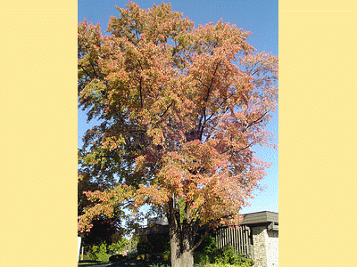 TORONTO (CANADA)  <BR>Parc Edward Gardens en automne (20091027)    (Photographie de David-Dupuy) <br><A href=vos/2006/323.jpg>Afficher l'image ?</A>
