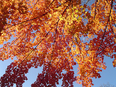 TORONTO (CANADA)  <BR>Parc Edward Gardens en automne (20091027)    (Photographie de David-Dupuy) <br><A href=vos/2006/326.jpg>Afficher l'image ?</A>