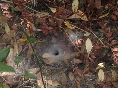 Toile d‚araignée dans le maquis (20070128)    (Photographie de CocoDiRasta) <br><A href=vos/faune/078.jpg>Afficher l'image ?</A>