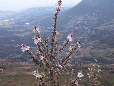 Flore de  corse : ASPHODELE (20060101)    (Photographie de Paularella) <br><A href=vos/flore/009.jpg>Afficher l'image ?</A>