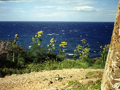 Fautea, au pied de la tour- férules en fleur (20060101)    (Photographie de Murtulina) <br><A href=vos/flore/012.jpg>Afficher l'image ?</A>