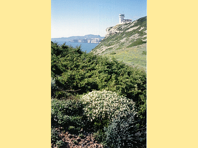Coussin d‚Astragale de Marseille en fleurs - Pertusato BONIFACIO Avril 2006 (20060518)    (Photographie de Murtulina) <br><A href=vos/flore/026.jpg>Afficher l'image ?</A>
